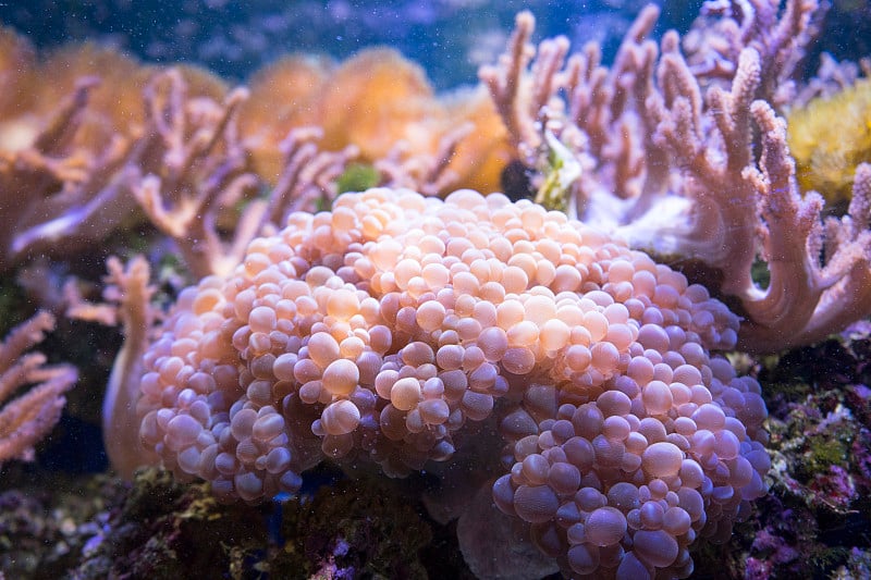 海洋生物，海葵