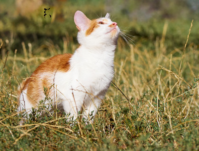 草丛里的小猫。