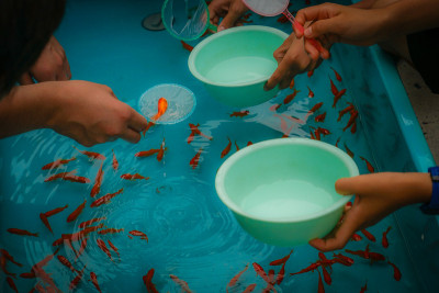 金鱼拯救夏季节日的形象