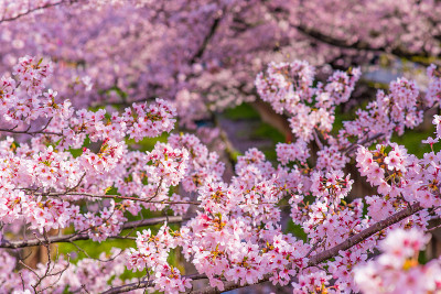 “Sakura”樱花在河边盛开