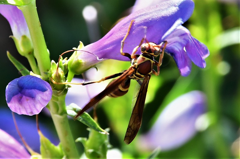 黄蜂访问penstemon