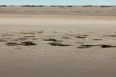瓦登海的沙洲