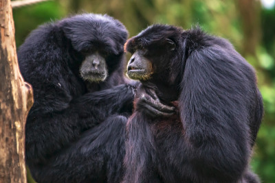 长臂猿 siamang 夫妇