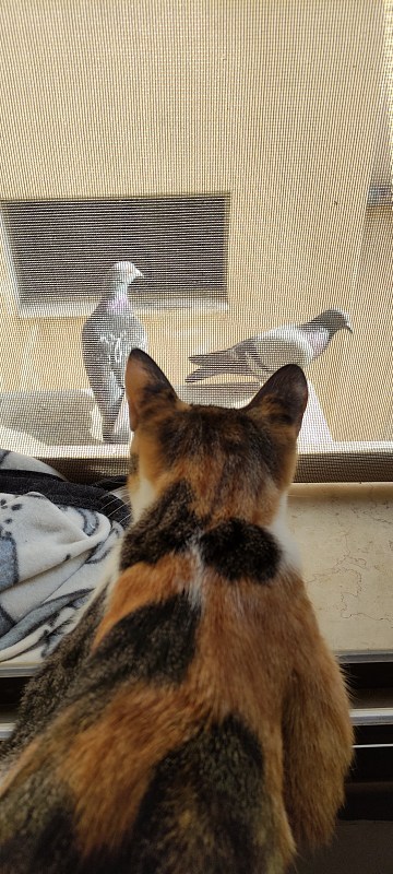 一只小猫看着窗外的鸽子