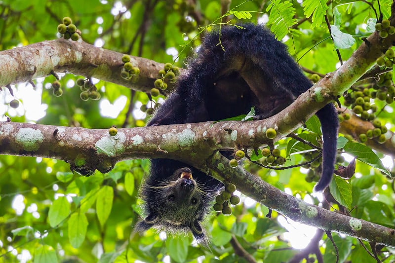 可爱的熊狸(Arctictis Binturong)