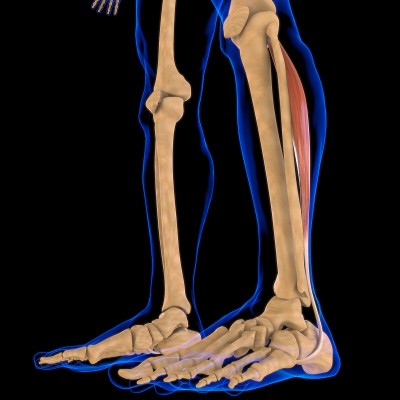 医用概念腓骨长肌解剖3D插图