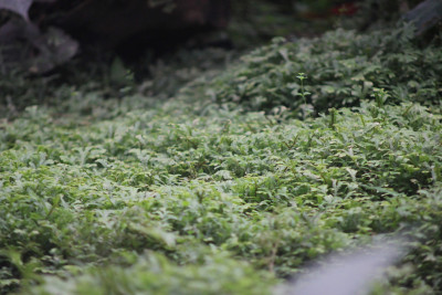 苔藓的特写照片
