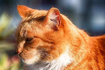 街猫
