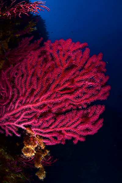 水下照片