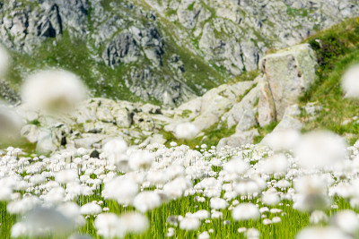 白山花。