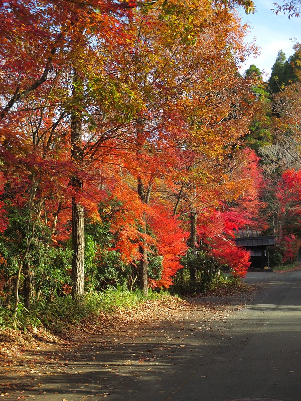 深秋的熊本县小国镇美丽的里山秋叶