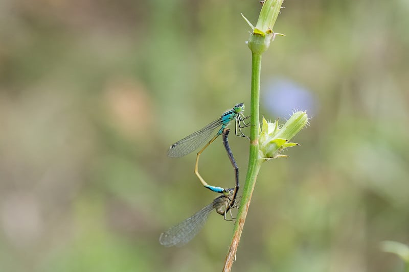 蜻蜓在树枝