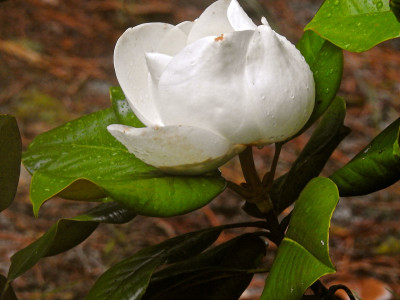 木兰树
