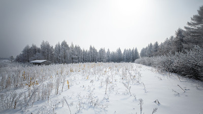 雪和森林