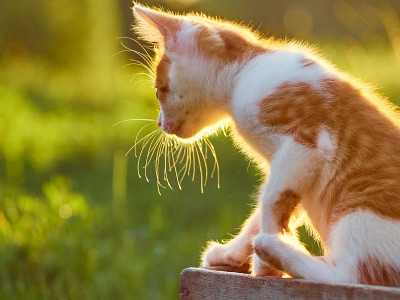 草丛里的小猫。