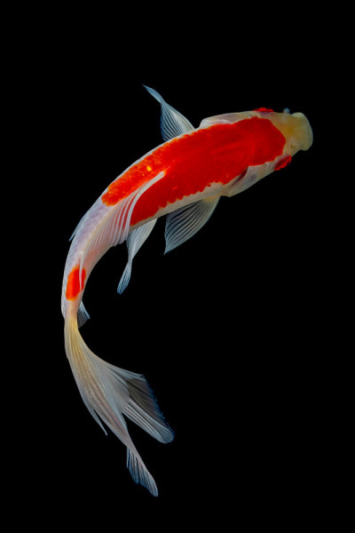 锦鲤