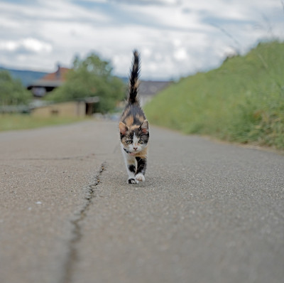 Cute playful Kitten