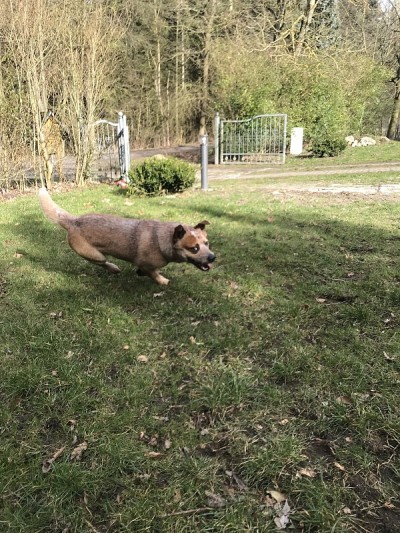 澳洲牧牛犬