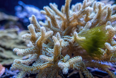 水族馆里附着在粗糙岩石表面上的珊瑚群