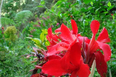 巴厘岛花与蜜蜂
