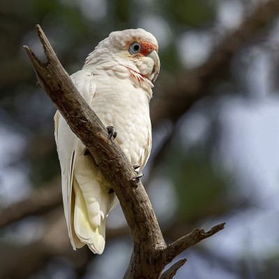 长嘴Corella (Cacatua tenuirostris)