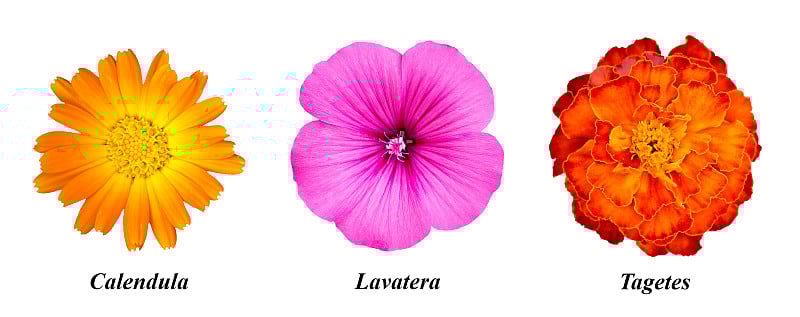 一组花:金盏花，紫菀，金盏花