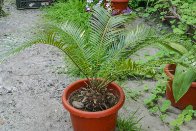 在花盆中生长的苏铁或西米棕榈。室内植物，户外植物