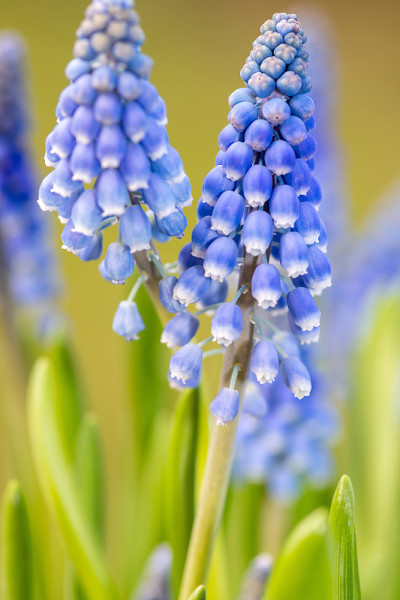 蓝色葡萄风信子花