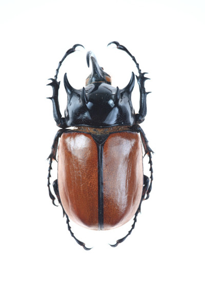 大角甲虫(Chalcosoma chiron)