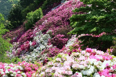 杜鹃花