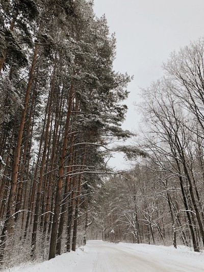 在一场大雪中白雪覆盖的松林景观