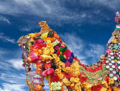 Beautiful decorated Camel at Bikaner camel fesriva