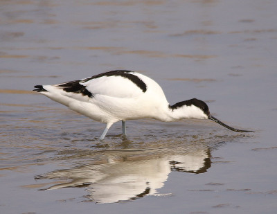 Avocet