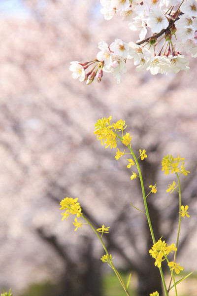 樱桃和油菜花