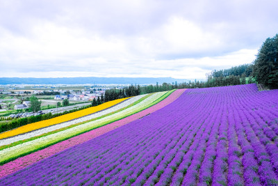 俯视图薰衣草彩虹花田在夏季，在富兰诺花园，日本北海道