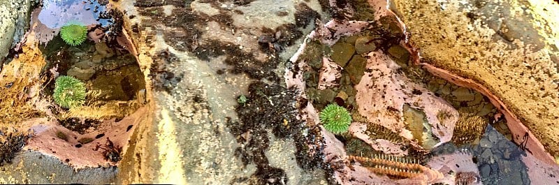 里阿尔托海滩巨大的绿色海葵/黄革花胸膜