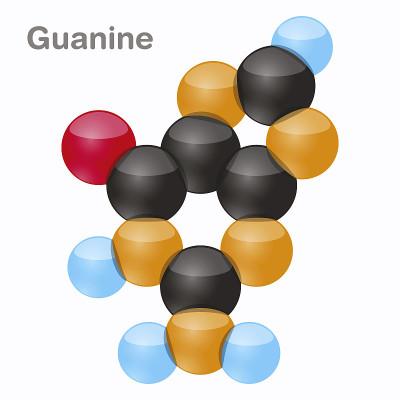 鸟嘌呤，g。嘌呤碱基分子。出现在DNA。3D矢量插图上的白色背景