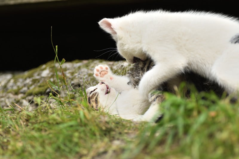 小猫们在草地上一起蹦蹦跳跳