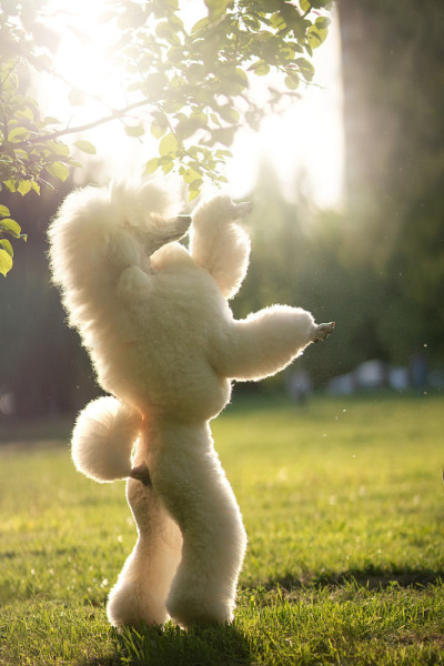 白色皇家贵宾犬。