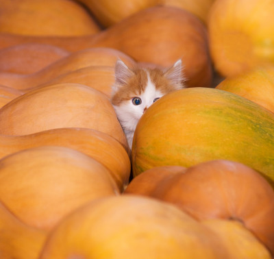 和猫玩