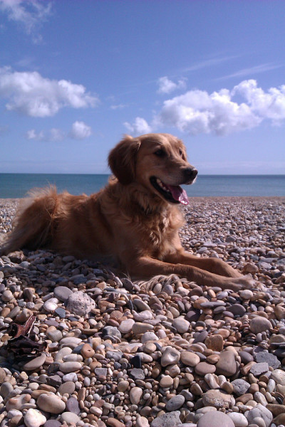 海滩上的英国工作猎犬