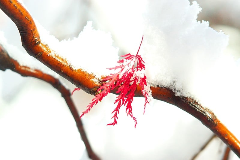 粉状的雪花在深秋中飞舞