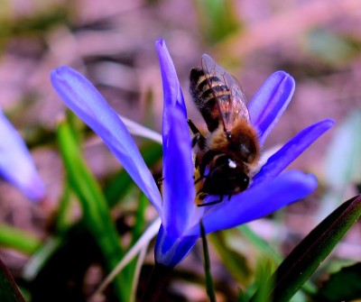 蜜蜂