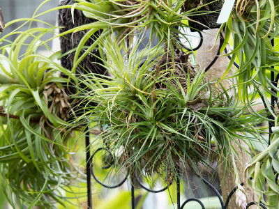 Tillandsia