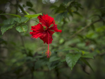 亚洲之花