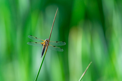 四斑点蜻蜓(Libellula quadrimaculata)在草的叶片上，很好的特写和细节。