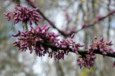 Cercis siliquastrum