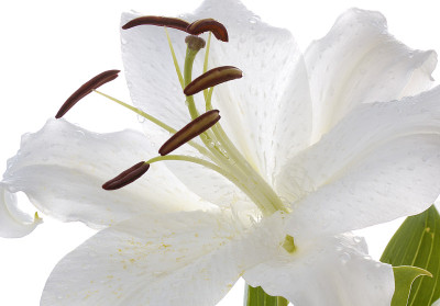 白色白百合花