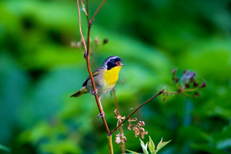 常见的Yellowthroat。