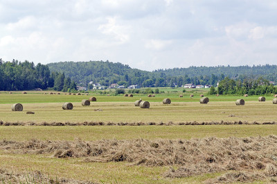 干草在地里冒出来